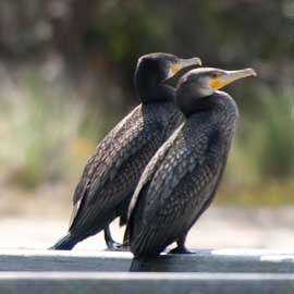 cormorant